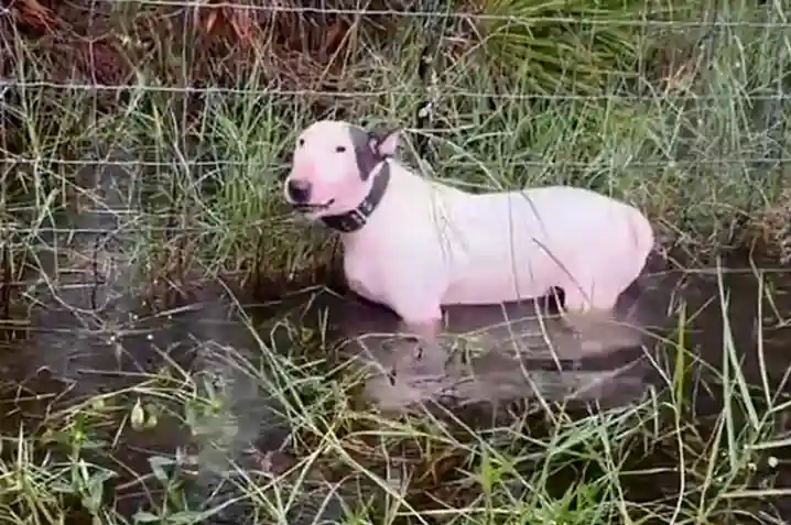 Dog Rescued with the aid of Florida Highway Patrol